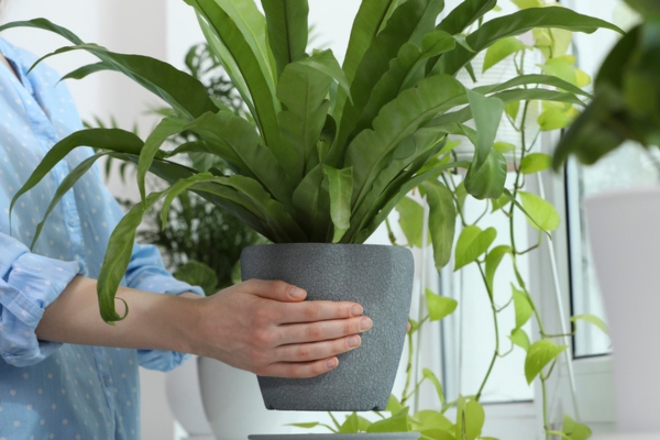 woman arranging indoor plants to improve indoor air quality